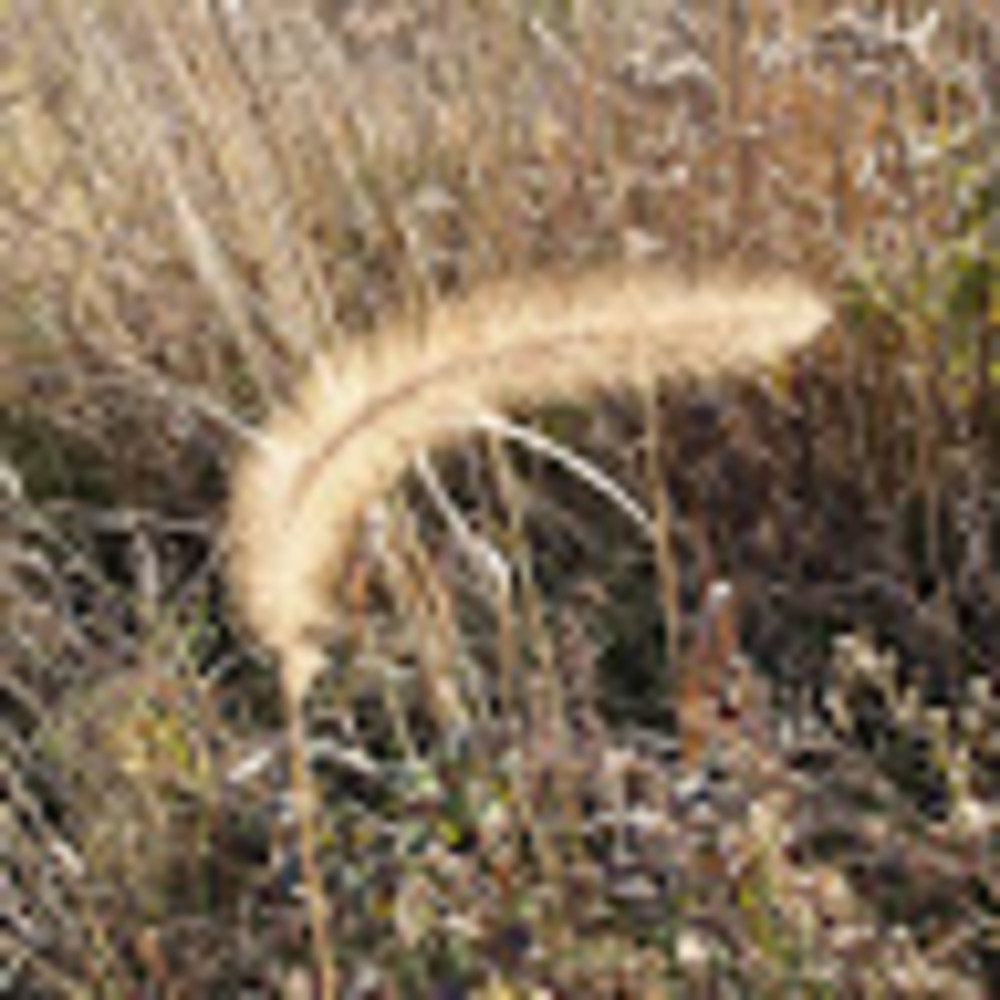 Meet your Posher, Jacklin